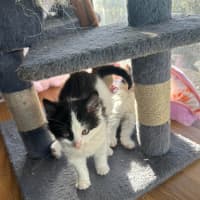 Photo of Berlioz   11 Week Old Domestic Long Hair