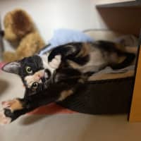Photo of Squeak