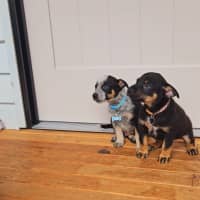 Photo of Roo   7 Week Old Cattle Dog X Kelpie