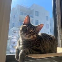 Photo of Moi Moi