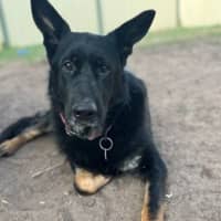 Photo of Star