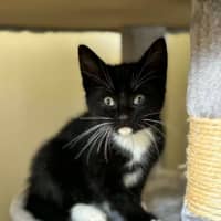 Photo of Tux  ** 2nd Chance Rescue **