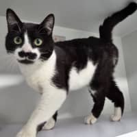 Photo of Nick Fury
