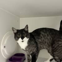 Photo of Megatron
