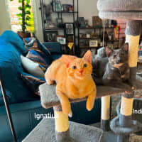 Photo of Ignatius