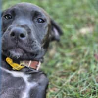 Photo of Wicked Chocolate