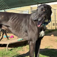 Photo of Shane Hollander The Greyhound