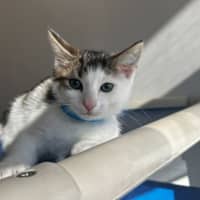 Photo of Rufus 