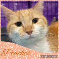 Photo of Peaches 