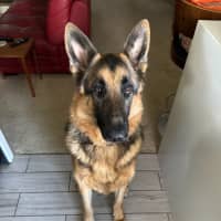 Photo of Bear