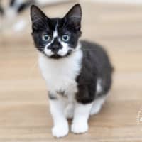 Photo of Smudge