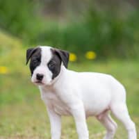 Photo of Loki