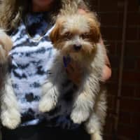 Photo of Barney   6 Month Old Yorkshire X Poodle