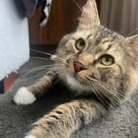 Photo of Mr Big