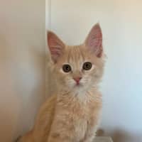 Photo of Ollie 
