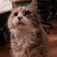 Photo of Millie