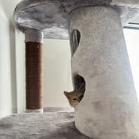 Photo of Kora