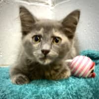 Photo of Patacake