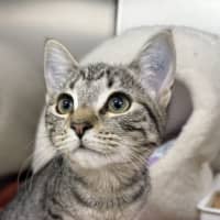 Photo of Daisy