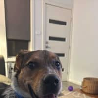 Photo of Merve   10 Month Old Kelpie X Cattle Dog