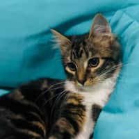 Photo of Morgan   Located In Grantville