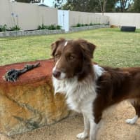Photo of Jersey   4 Year Old Border Collie