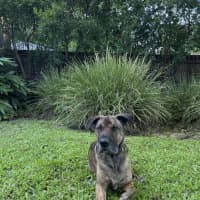 Photo of Toro *$250 Adoption Fee*
