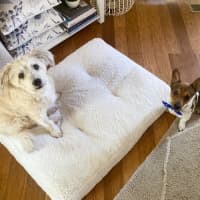 Photo of Kevin Arnold