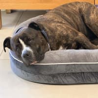 Photo of Sugar