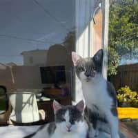 Photo of Chilli & Rambo 