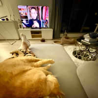 Photo of Sponge Cake