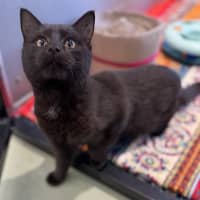 Photo of Shadow