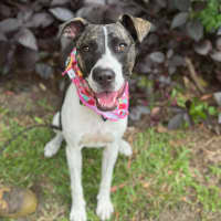 Photo of Tia *$250 Adoption Fee*