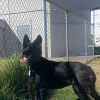 Photo of Mishka (62910)