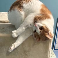 Photo of Lewis Sua013375