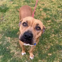 Photo of Taffy *$150 Adoption Fee*