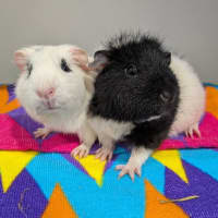 Photo of Snowflake & Oreo