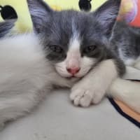 Photo of Penny Meet Me@Petstock Hastings Store