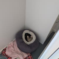 Photo of Cookie