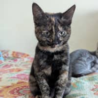 Photo of Nyx
