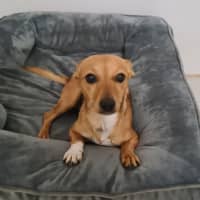 Photo of Bella