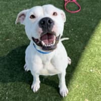 Photo of Ponyo Imp 3163