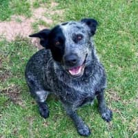 Photo of Bluey