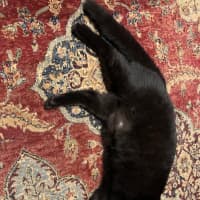 Photo of Rosie