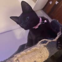 Photo of Whiskers K31