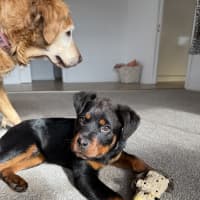 Photo of Enzo (Was Baloo)