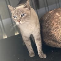 Photo of Kimba