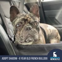Photo of Shadow   6 Year Old French Bulldog