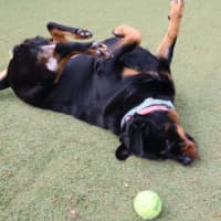 Photo of Luna
