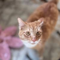 Photo of Milo